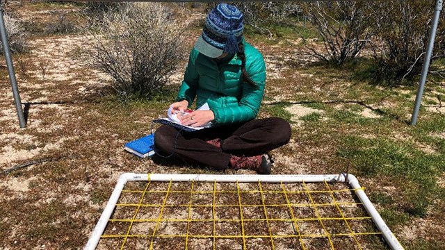 A scientist sits by a grid plot taking notes in a field of small plants. 