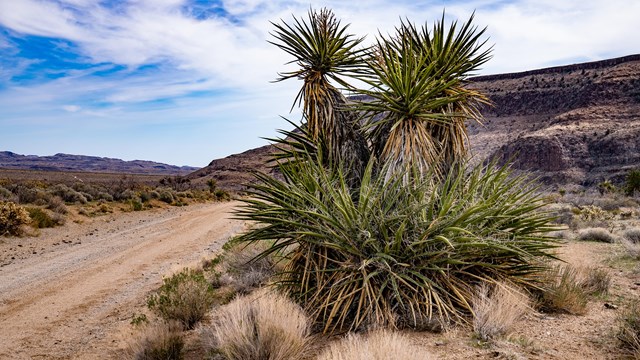 a dirt road through a desert canyon