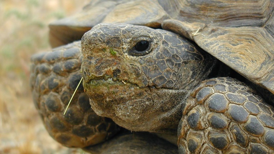 a close up of a desert tortoise