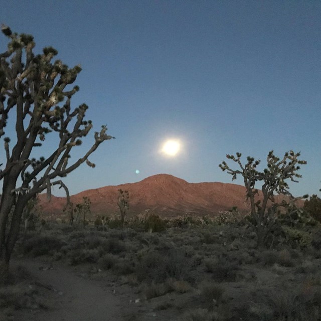 The moon over a dimly light mountain with Joshua Trees in the foreground.