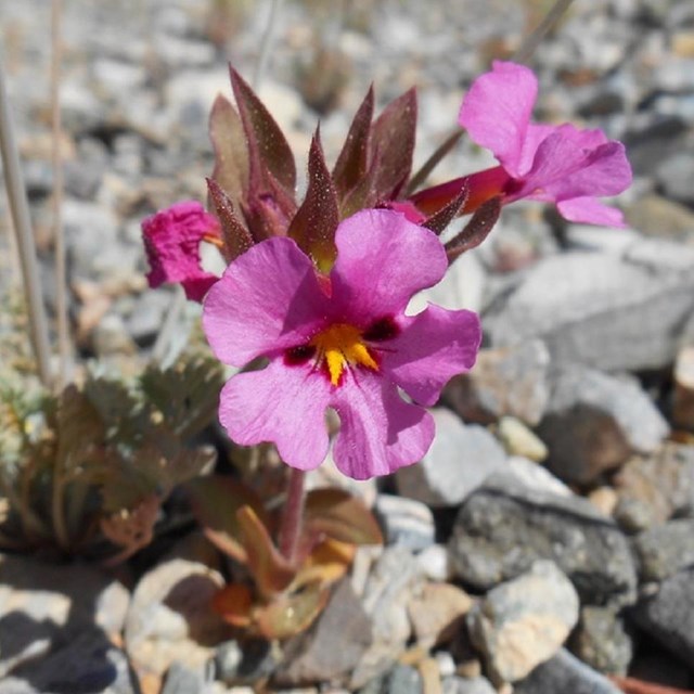 A purple Bigelow's monkeyflower. 