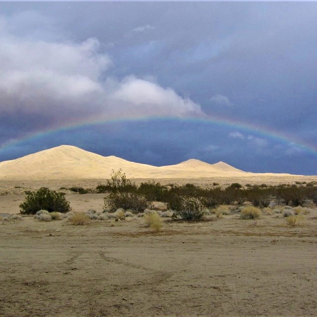 A rainbow in a darkened sky over Kelso Dunes with creosote in the background.