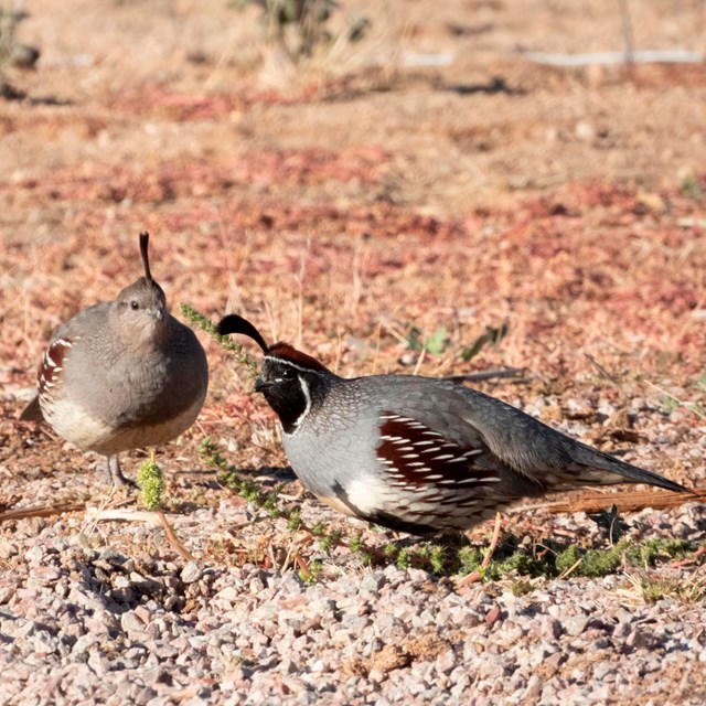 Male and Female Gambel's Quail