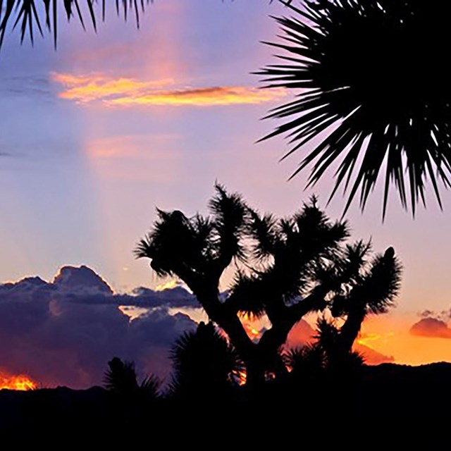 A Joshua tree at sunset