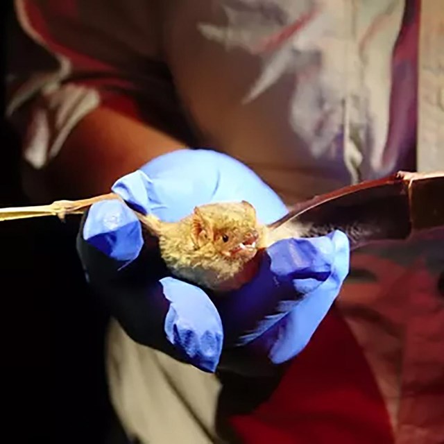 A person holding a bat