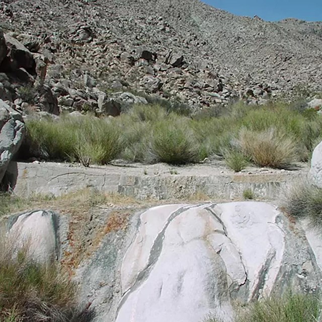 A spring in the desert