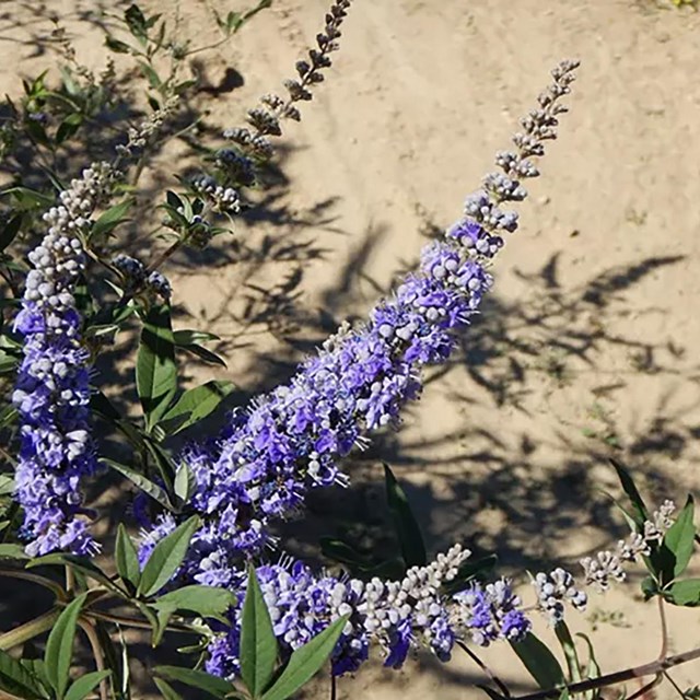 A Lilac chastetree