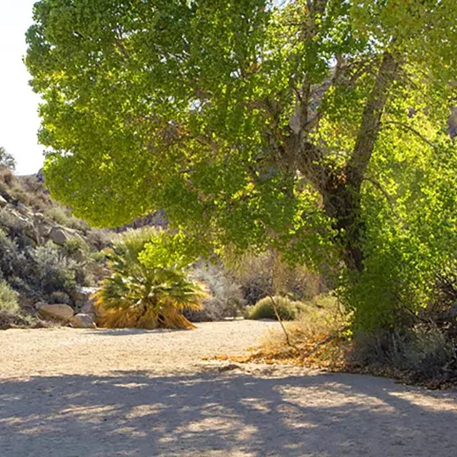 A cottonwood tree next to a road.
