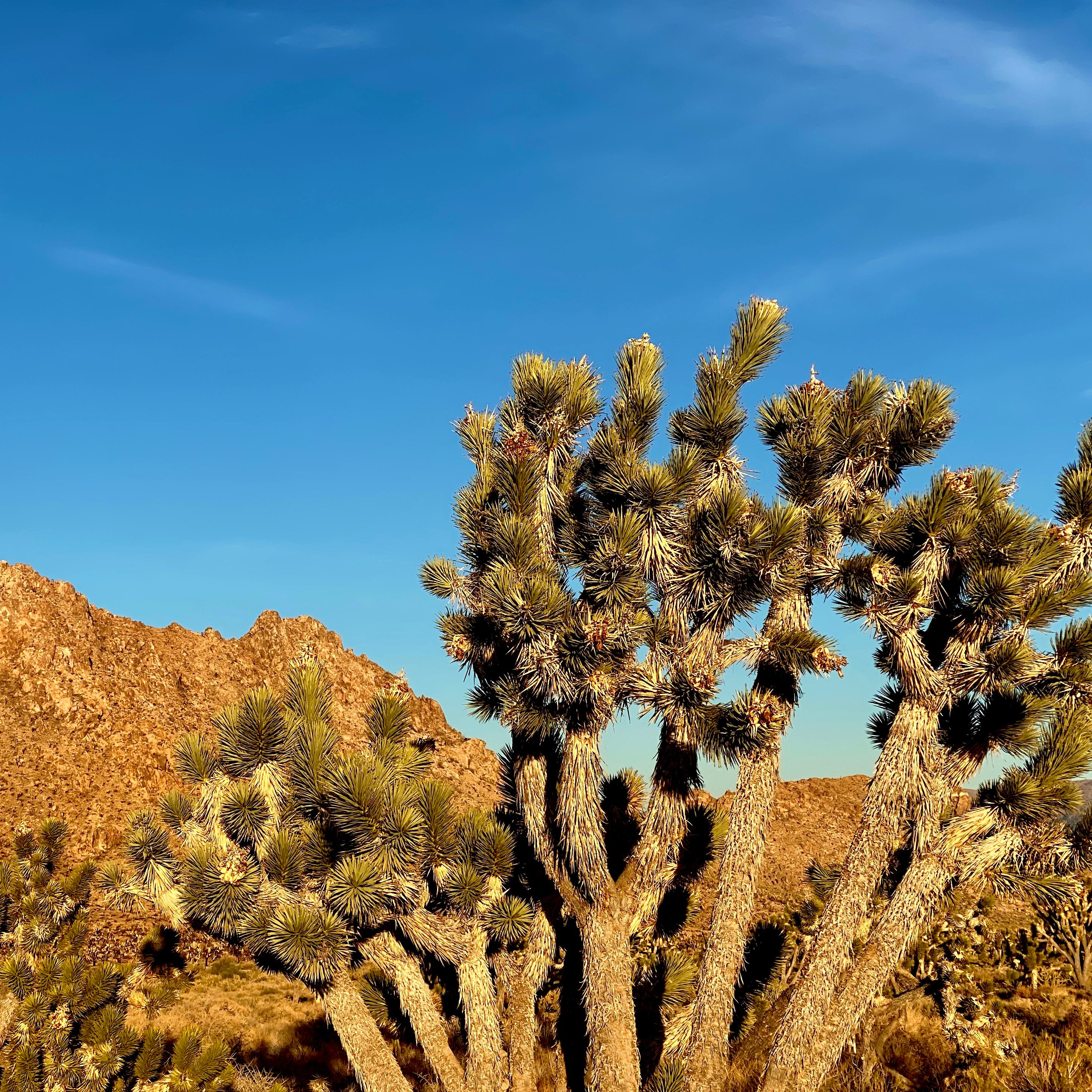 Joshua trees with mountains in the background