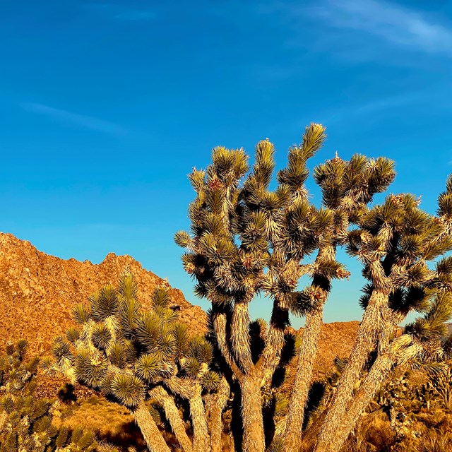 Joshua trees with mountains in the background