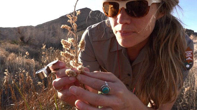A botanist holding a magnifying loupe closely examines a plant
