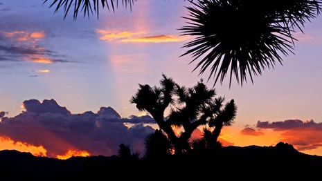 A joshua tree outlined in front of a setting sun