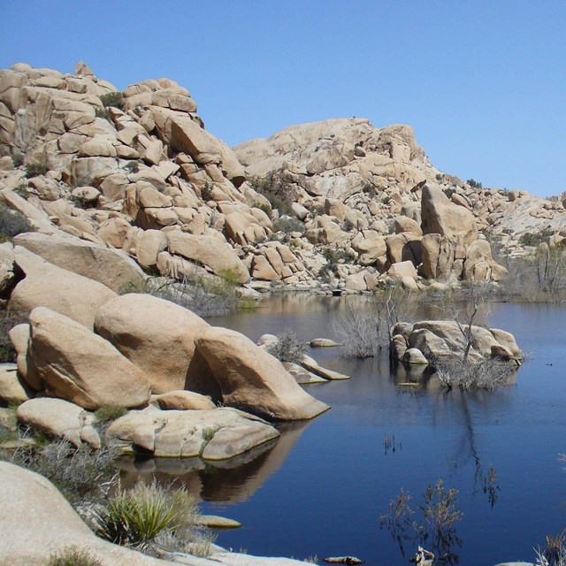 granite boulders of Joshua Tree National Park after a series of rainfall events