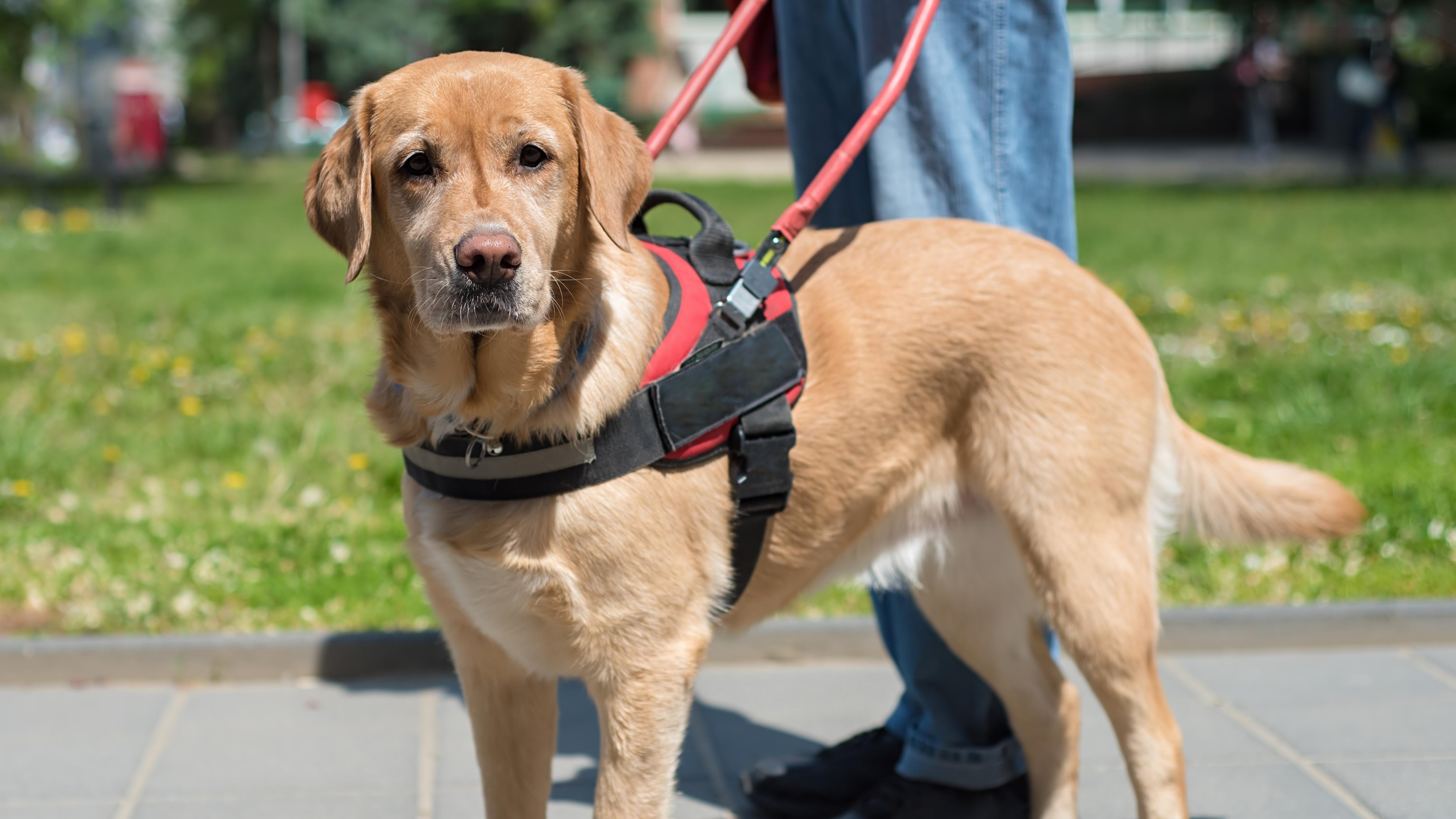 A service dog in a harness stands in front of its handler on a sidewalk.