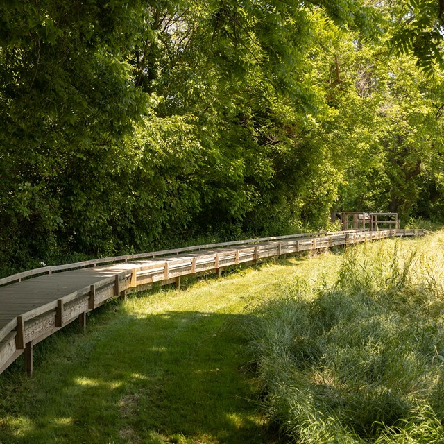 A boardwalk curves into the woods as sunlight dapples the green trees and grass.