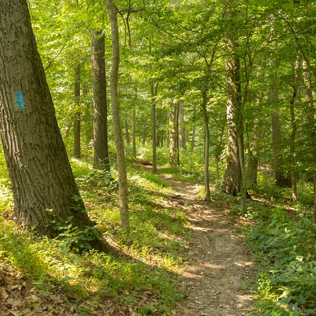 Dappled sunlight filters through woods onto a path through the woods.