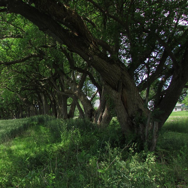 A straight row of 40-foot tall Osage orange trees.