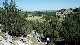 A group of people walk up a path in a ravine surrounded by large pine trees.