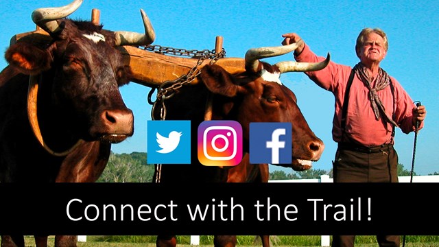 A man stands next to two large oxen, "connect with the trail."