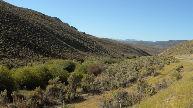 A wide canyon, with smooth sage brush covered slopes and a bottom filled with vegetation.