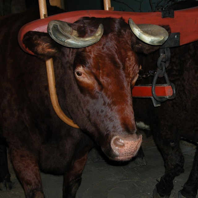 Two oxen stand with yokes on their neck.