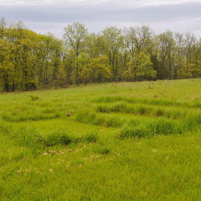 A grassy field, with raised areas where old walls once stood.