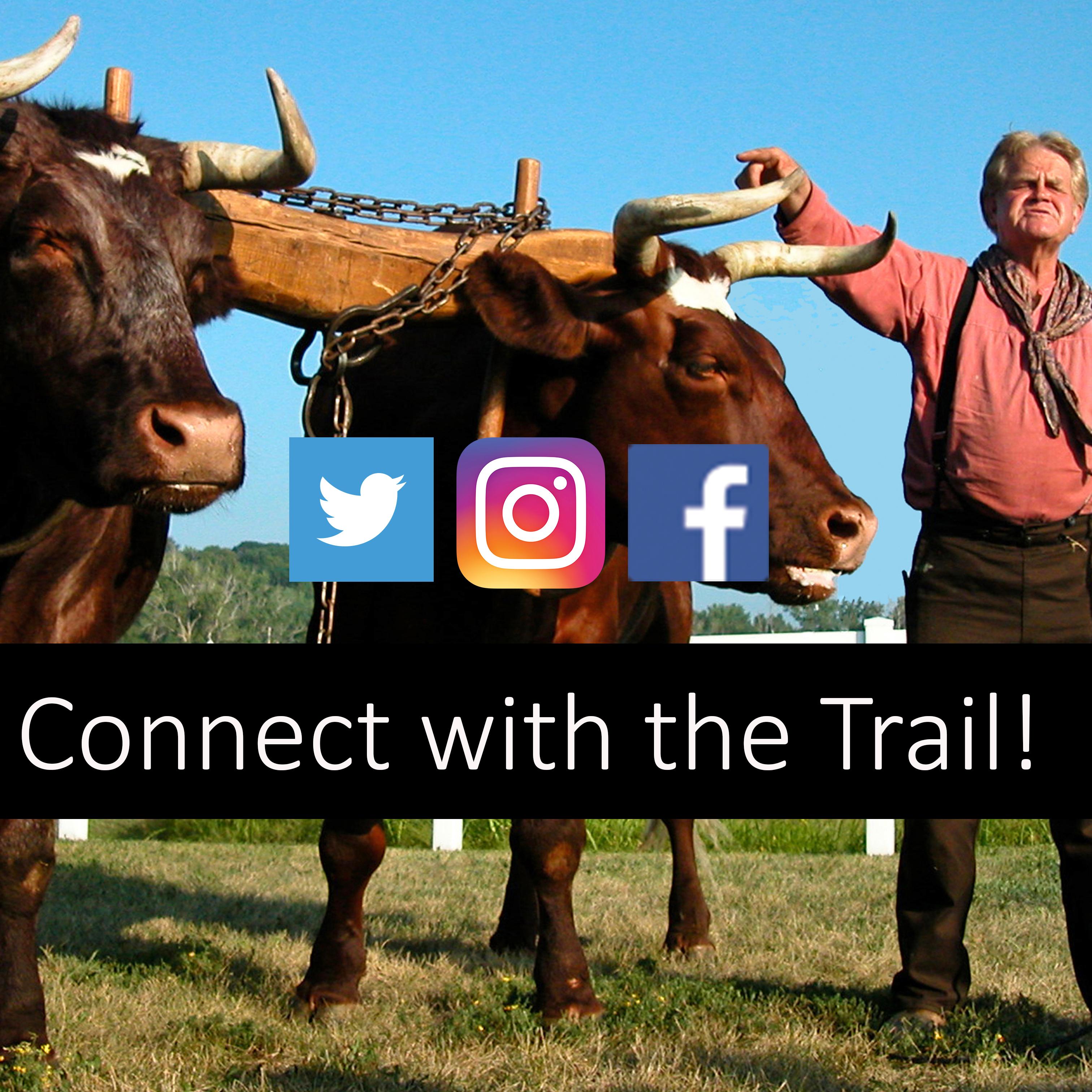 A man stands next to two large oxen, 