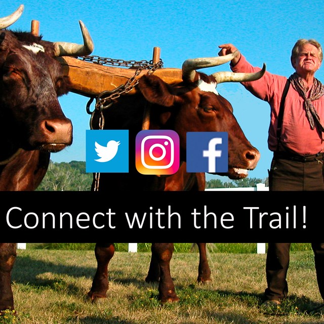 A man stands next to two large oxen, 