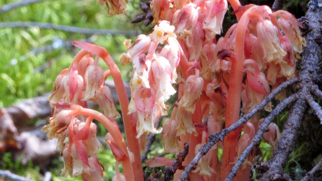 Reddish-pink drooping stalks of flowers emerge from the forest floor. 