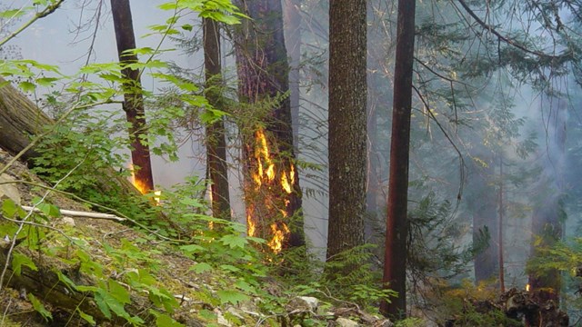 An active fire consuming a tree from the bottom of the forest.