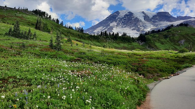 A trail next to a lush wildflower meadow on the slopes of a mountain. 