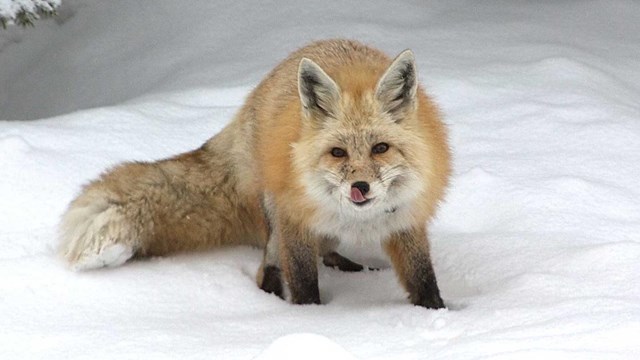 A Cascade red fox in the snow.
