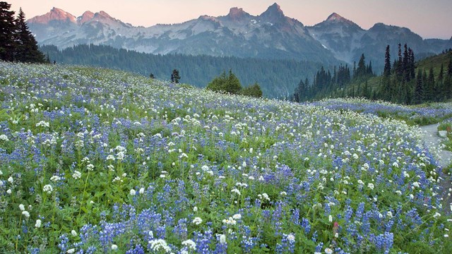 A subalpine meadow of purple and white wildflowers with the Tatoosh mountains in the background.