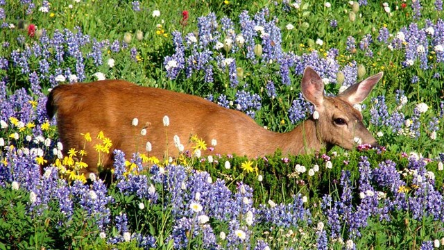 A black-tailed deer walks through a field of wildflowers.