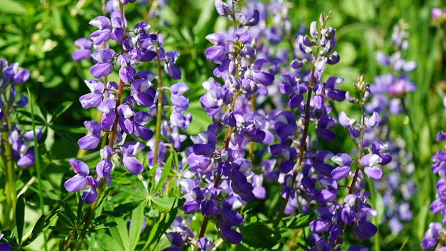 Several tall wildflowers covered in blue-purple flowers.