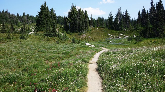 A trail leads through a subalpine wildflower meadow.