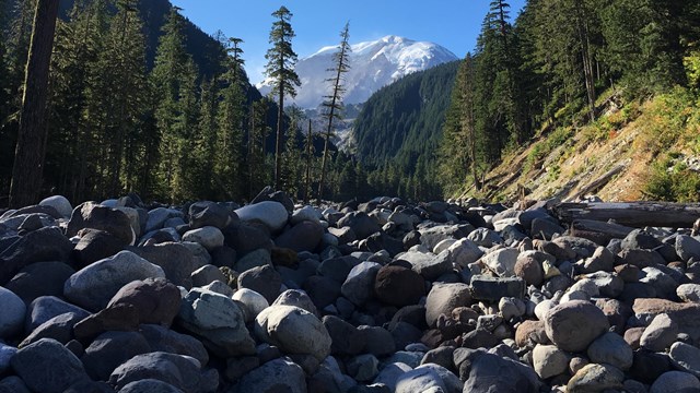 A rock-filled river valley with Mount Rainier framed by forested hillsides in the distance. 