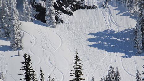 Ski tracks curve down a snowy mountain slope. 