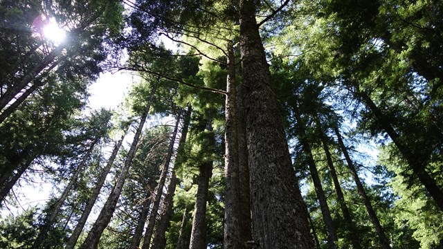 Sunlight glints through a forest of tall conifer trees. 