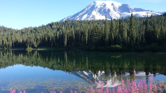 Mount Rainier reflected in a lake surrounded by fireweed wildflowers.
