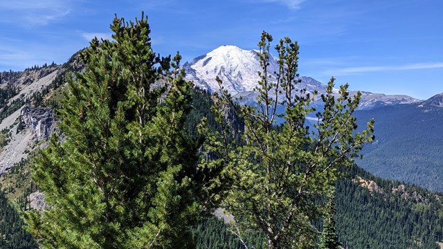 Two whitebark pine trees stand on a meadow slope above a forested valley. 