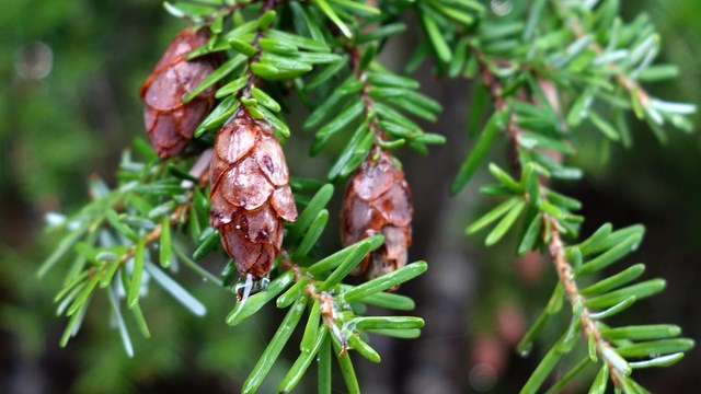 Small cones hang off a branch with bright green needles.