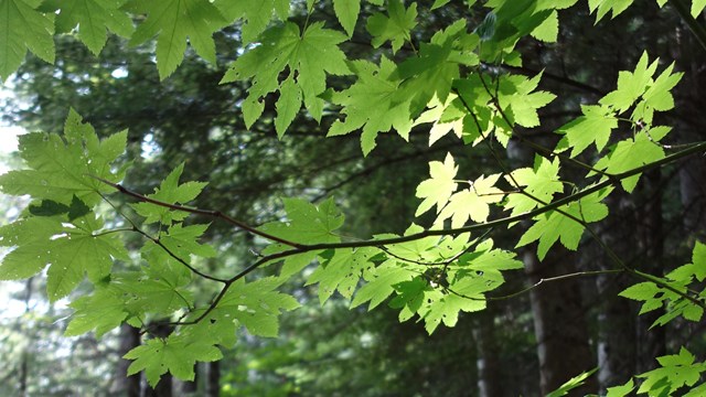 Bright green maple leaves on a branch against a dark forest. 