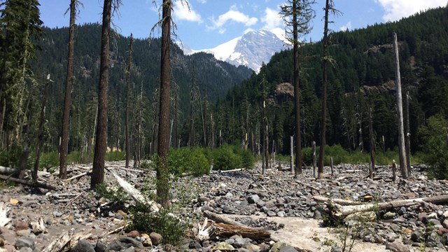 Rocky debris fills up a river valley and wraps around some dead trees. 