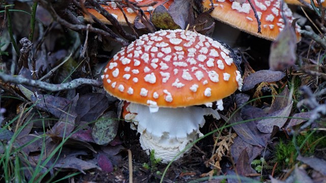 A cluster of red mushrooms with white spots growing out of leaf litter. 
