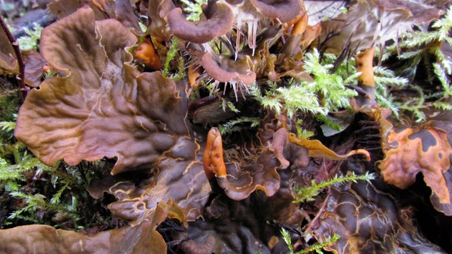 Leaf-like reddish lichen curl up from a mossy forest floor. 