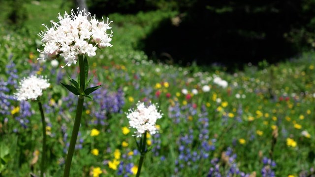 White sitka valerian blooms against a kaleidoscope of different colored flowers in a meadow.