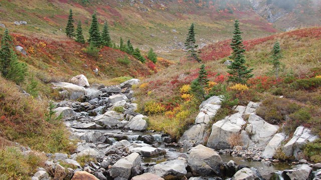 A small stream passing through a meadow.