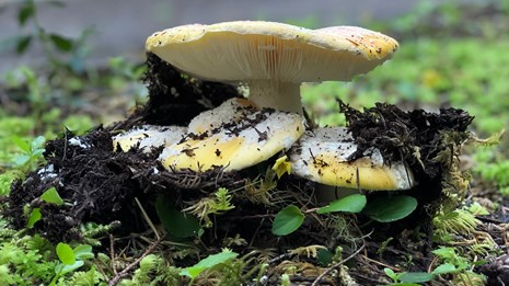Yellow-white mushrooms erupting out of mossy ground. 