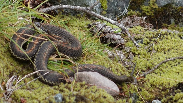 A small brown snake with orange stripes curled up on a mossy and rocky slope. 